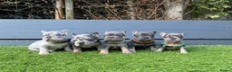 French Bulldog dogs for sale: Five unique fluffy carrier puppies ✔️ 🏠 🧬  - Advert 1