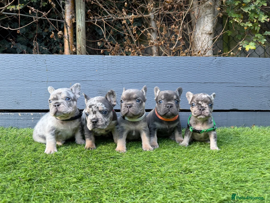 French Bulldog dogs for sale: Five unique fluffy carrier puppies ✔️ 🏠 🧬  - Advert 1