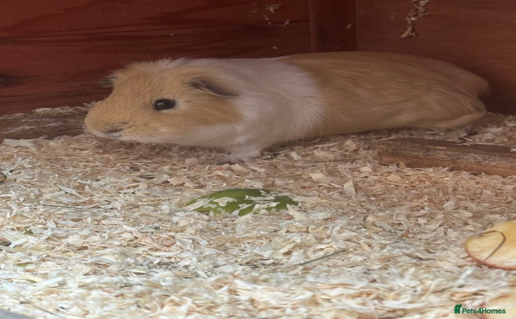 Guinea Pig rodents Male guinea pig  - Advert 1