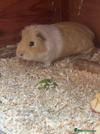 Guinea Pig rodents Male guinea pig - Advert 1