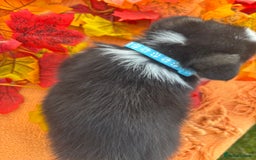 Welsh Corgi Pembroke dogs for sale: Champion Show quality stunning Corgi Puppies - Image 11