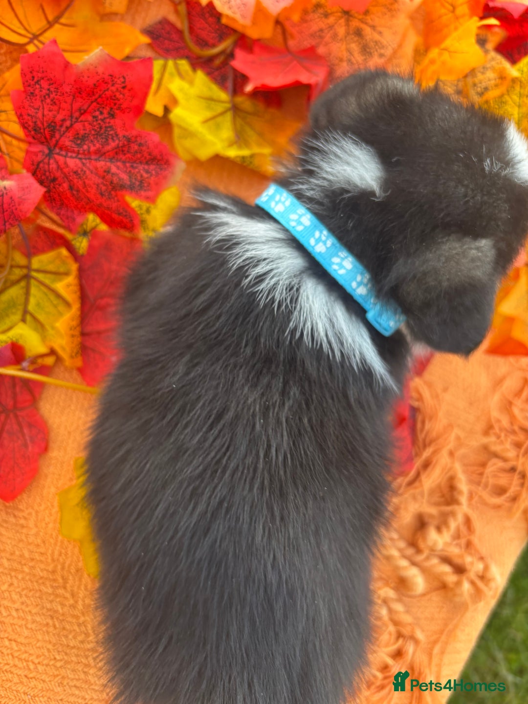 Welsh Corgi Pembroke dogs for sale: Champion Show quality stunning Corgi Puppies - Image 11