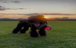 Standard Poodle dogs for sale: Forever Home for Lovely Girl - Image 2