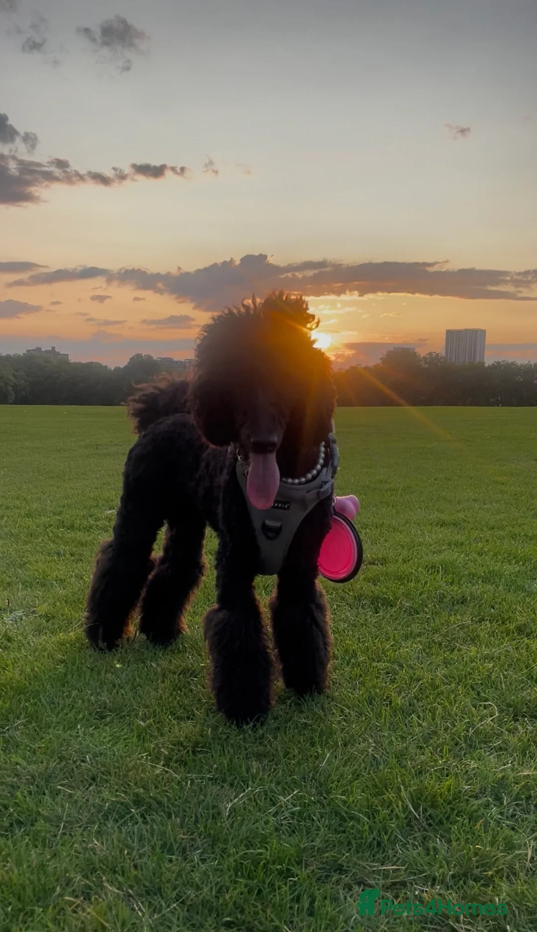 Standard Poodle dogs for sale: Forever Home for Lovely Girl - Advert 2