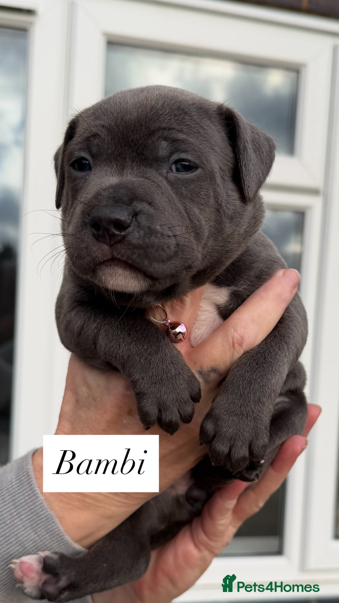 Staffordshire Bull Terrier dogs for sale: 5 beautiful blue Staffordshire puppies  - Advert 2