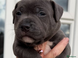 Staffordshire Bull Terrier dogs 5 beautiful blue Staffordshire puppies - Advert 13