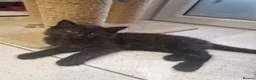 Mixed Breed cats for sale: Kittens   - Advert 16