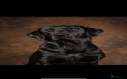 Labrador Retriever dogs for sale: Red fox labradors - Image 11