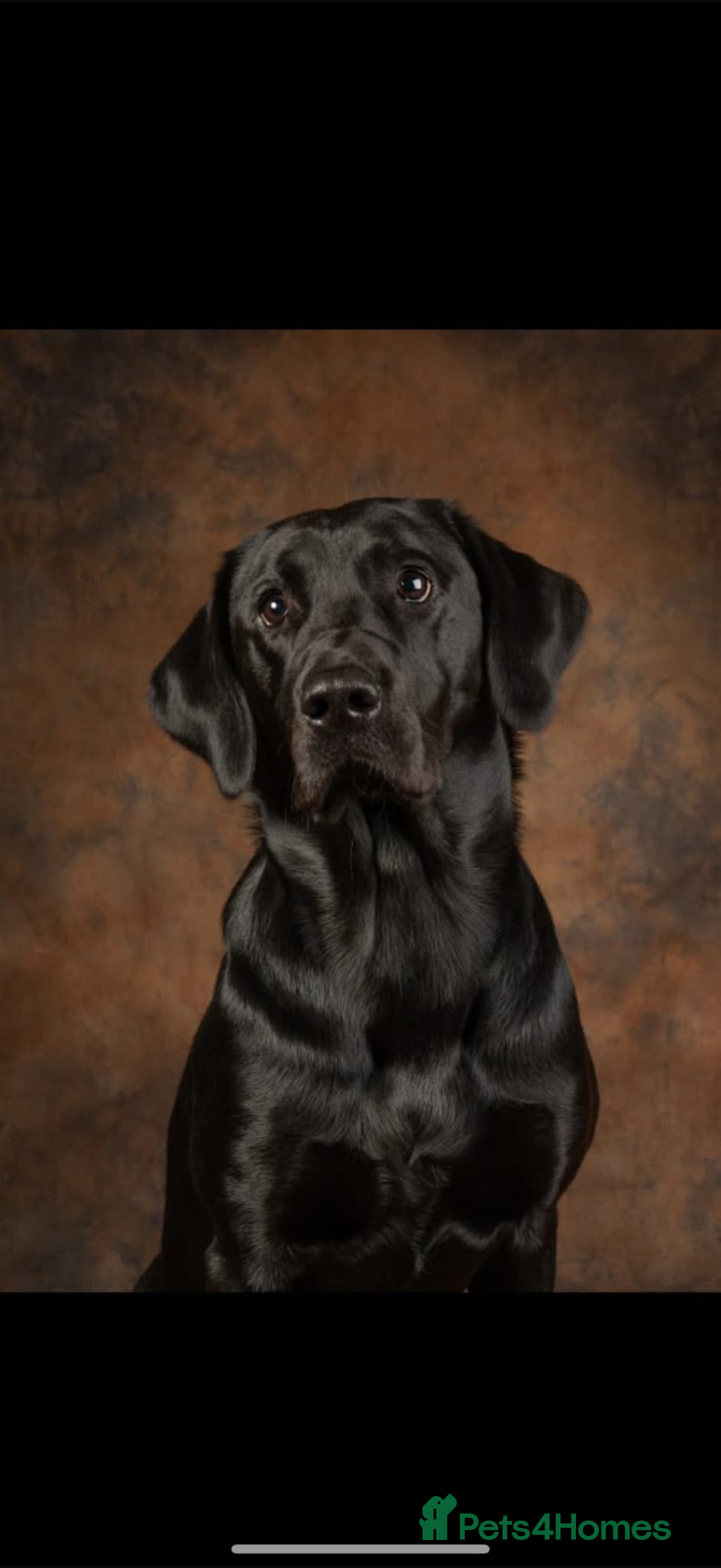 Labrador Retriever dogs for sale: Red fox labradors - Image 11