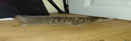 Bengal cats for sale: Rare Silver Smoke Bengal and Black Kittens. MALES - Advert 4