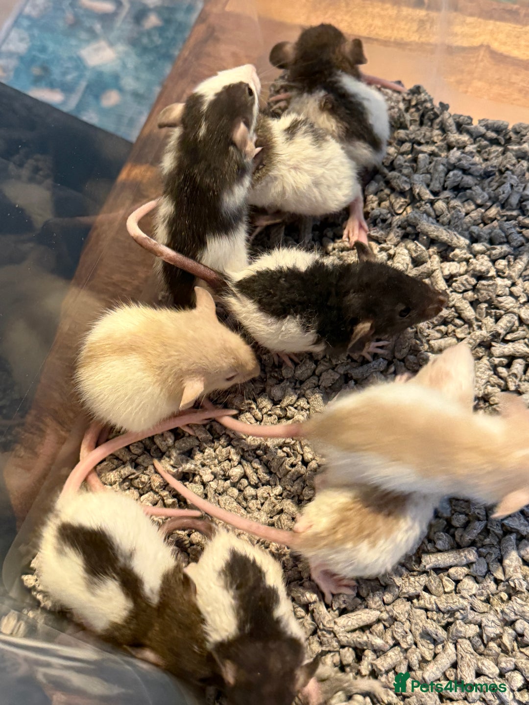 Rat rodents for sale: Dumbo Rex Rat baby pups  - Image 2
