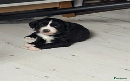 Mixed Breed dogs for sale: Beautiful puppys for sale  - Image 1