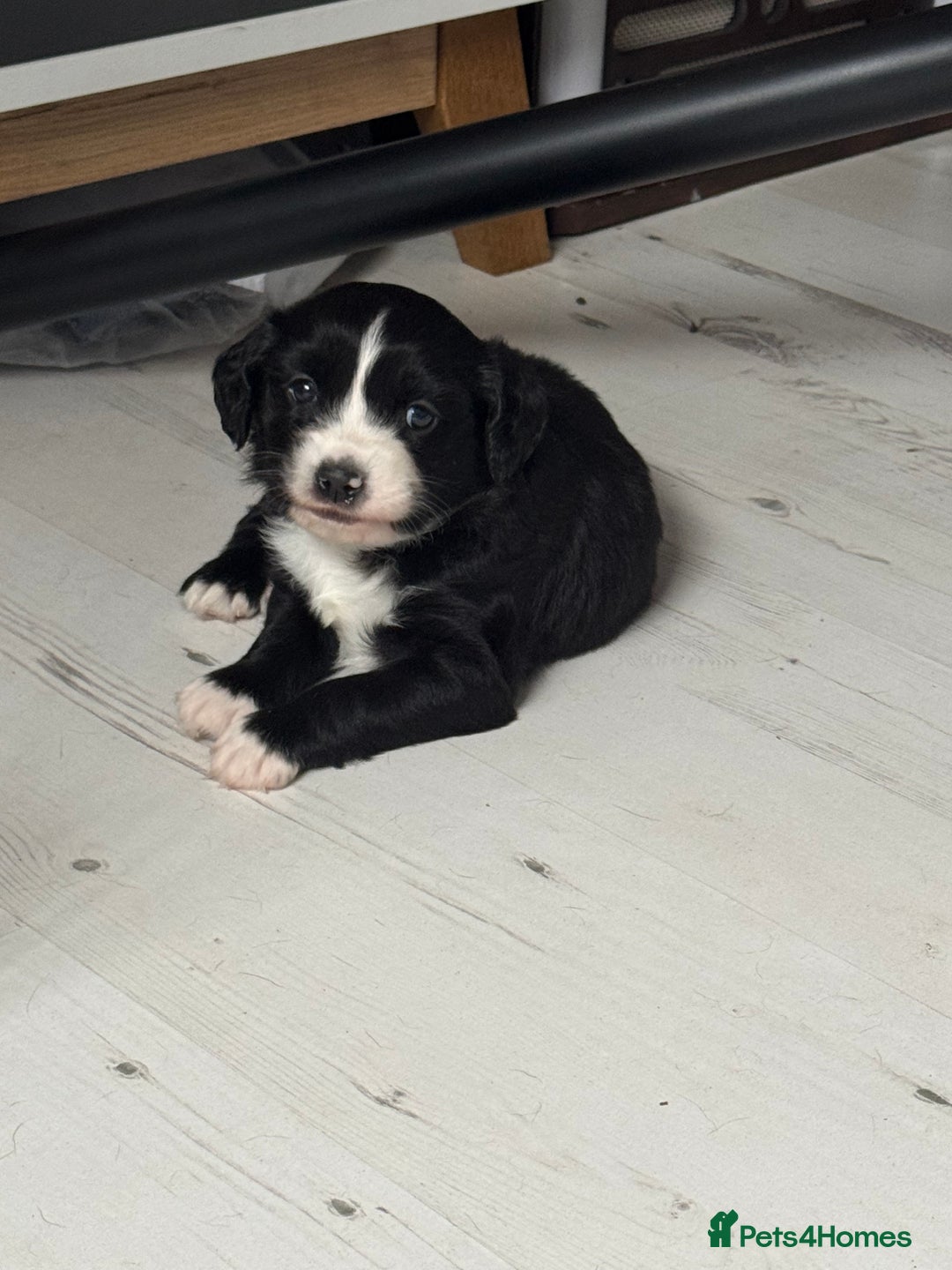 Mixed Breed dogs for sale: Beautiful puppys for sale  - Image 1