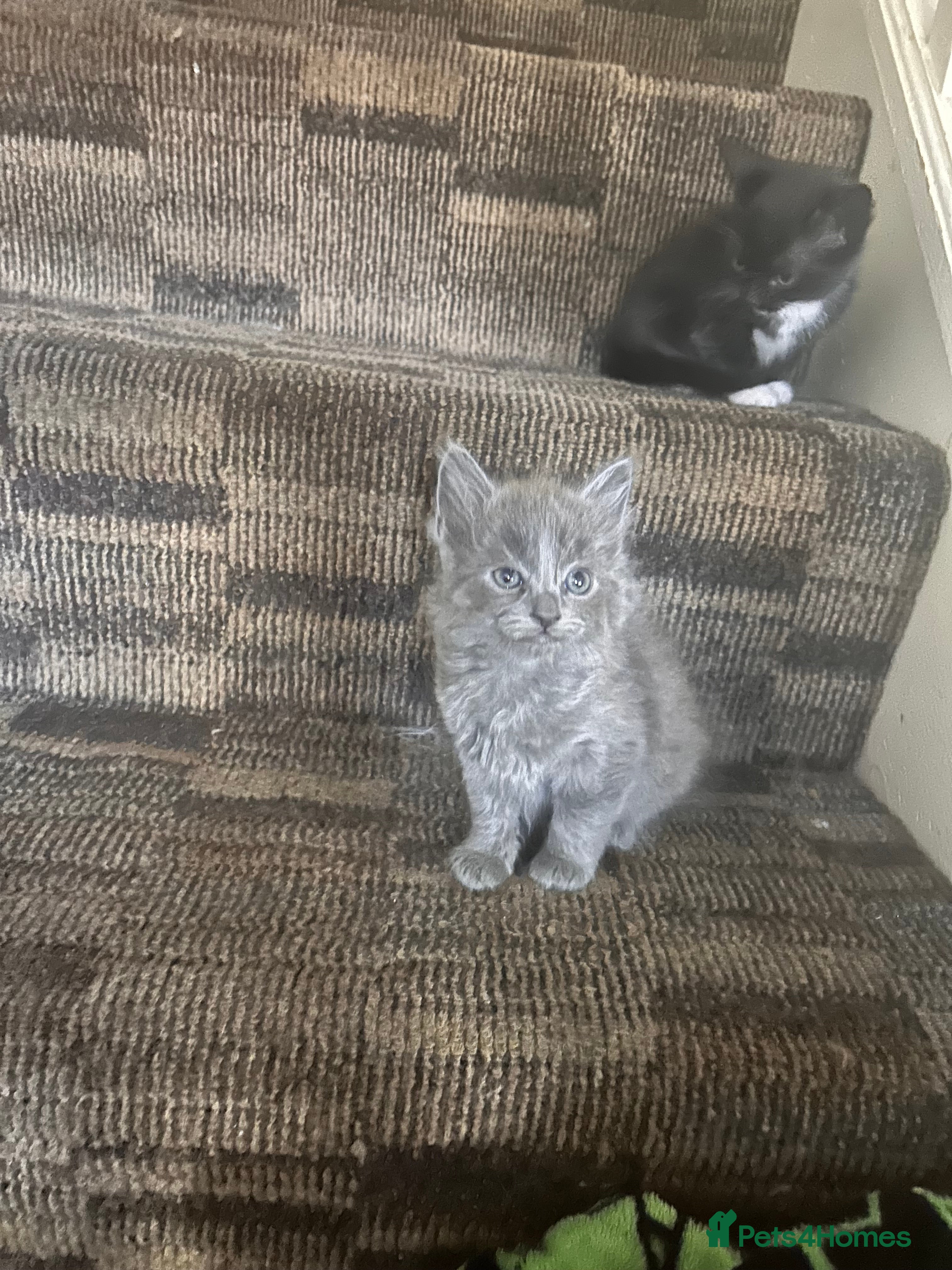 Ragdoll cats Ragdoll cross kitten (5 available) - Advert 1