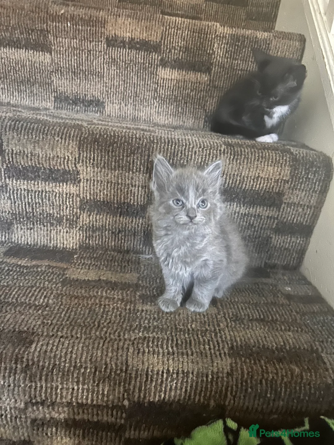 Ragdoll cats for sale: Ragdoll cross kitten (5 available) - Advert 1