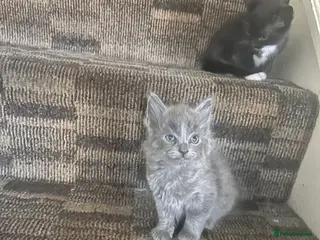 Ragdoll cats Ragdoll cross kitten (5 available) - Advert 1