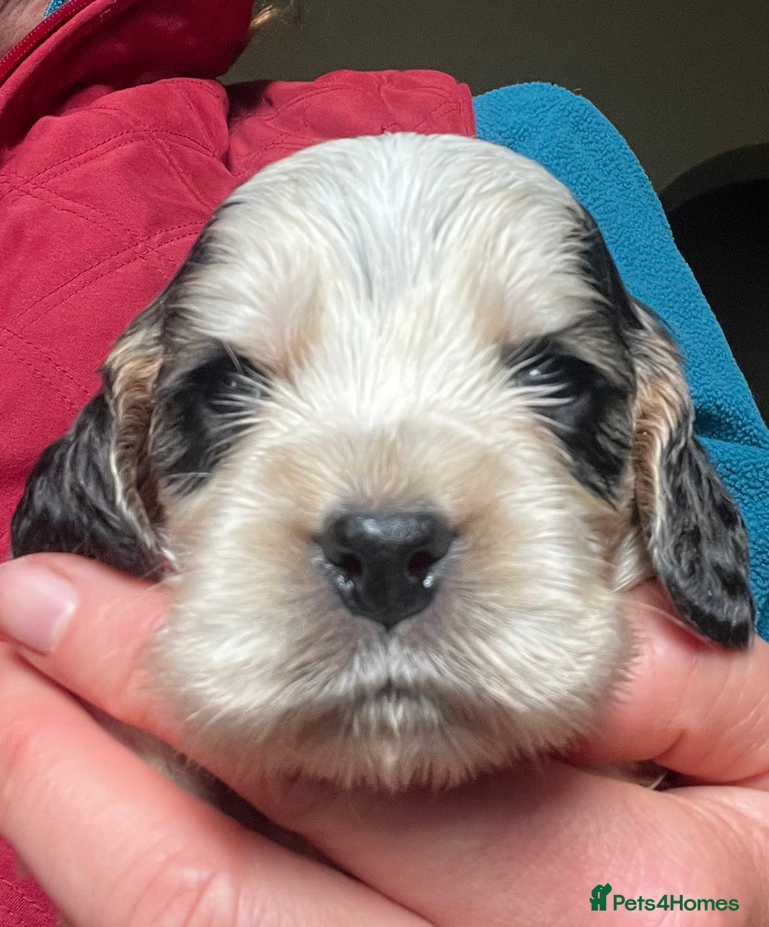 Cocker Spaniel dogs for sale: KC health tested hip scored Sable Roan Show Cocker - Image 1