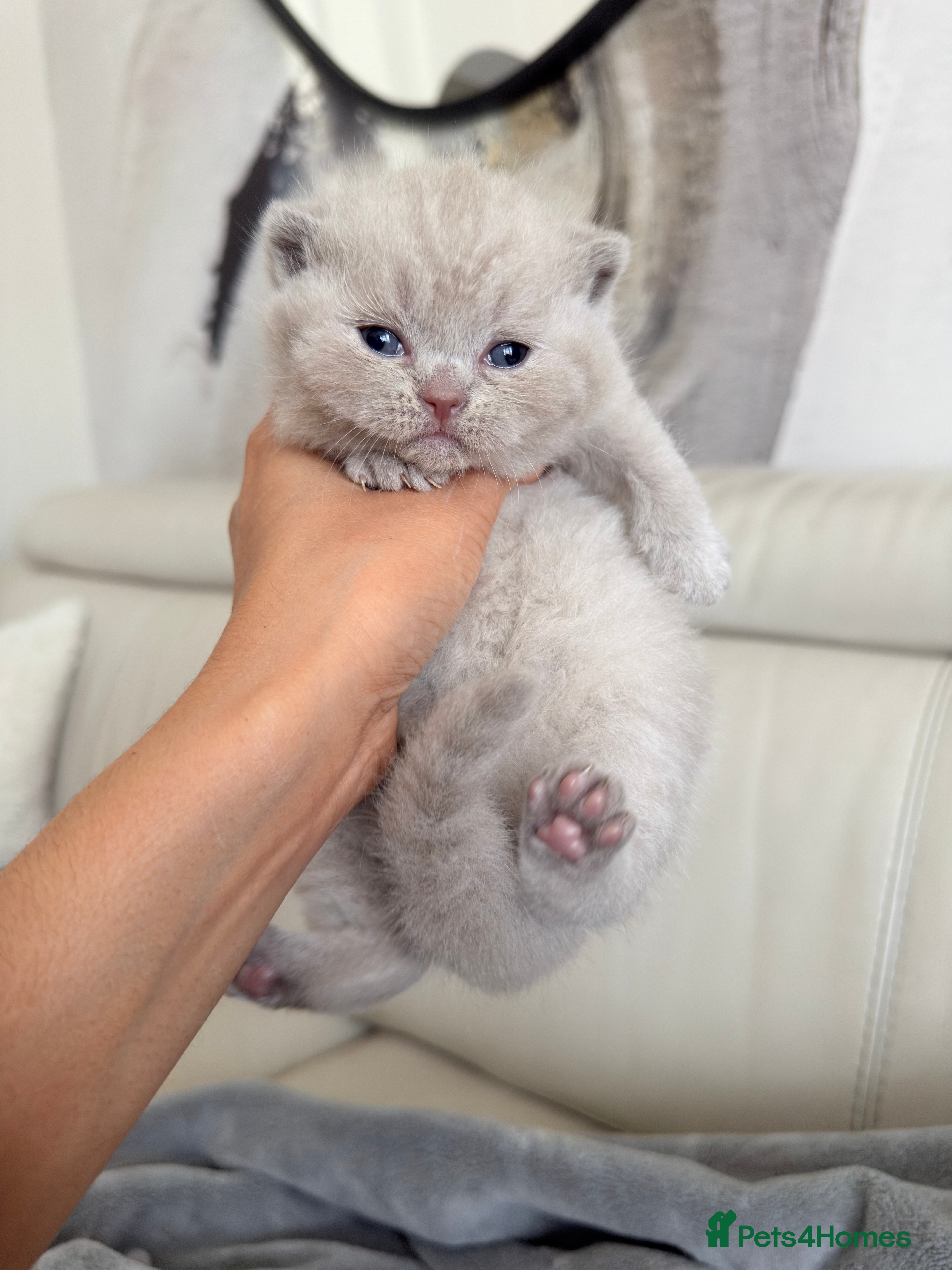 British Shorthair cats for sale: Cute British Shorthair Kittens – Pet Homes Only 💛 - Advert 8
