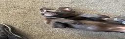 Mixed Breed dogs for sale: Staff x Belgium  in Leeds - Advert 4