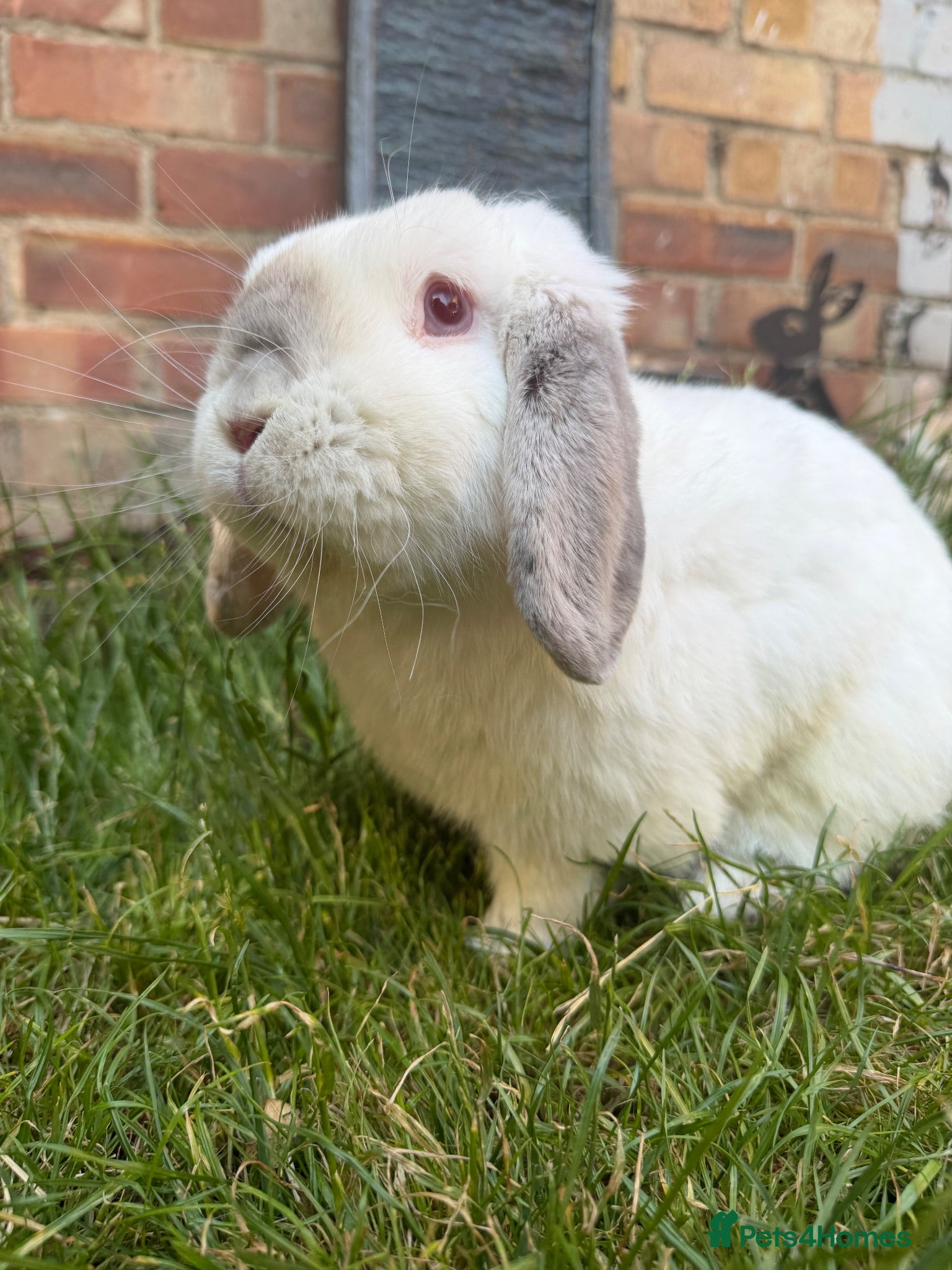 Mini Lop rabbits Minilop Male  - Advert 22