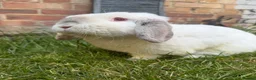 Mini Lop rabbits for sale: Minilop Male  - Advert 1
