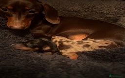 Miniature Dachshund dogs for sale: 🐾 miniature Dachshund females for sale🐾 - Image 6