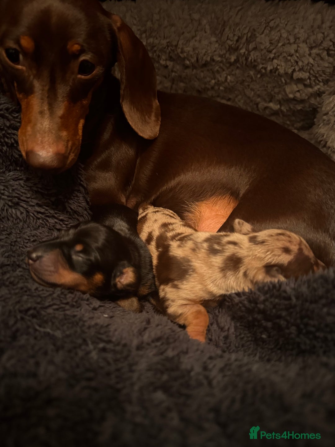 Miniature Dachshund dogs for sale: 🐾 miniature Dachshund females for sale🐾 - Image 6