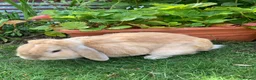 Mini Lop rabbits for sale: 2 Mini Lops - Advert 2