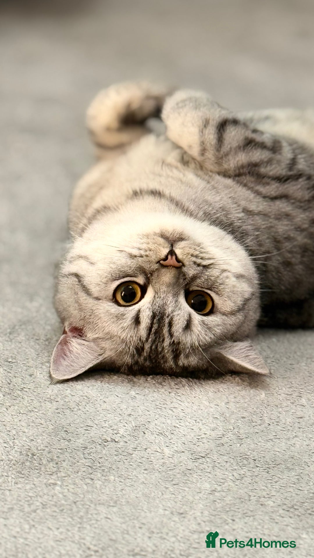 British Shorthair cats for sale: BSH Silver Tabby  - Advert 2