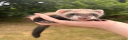 Ferret rodents for sale: 5 ferret kits for sale  - Advert 2