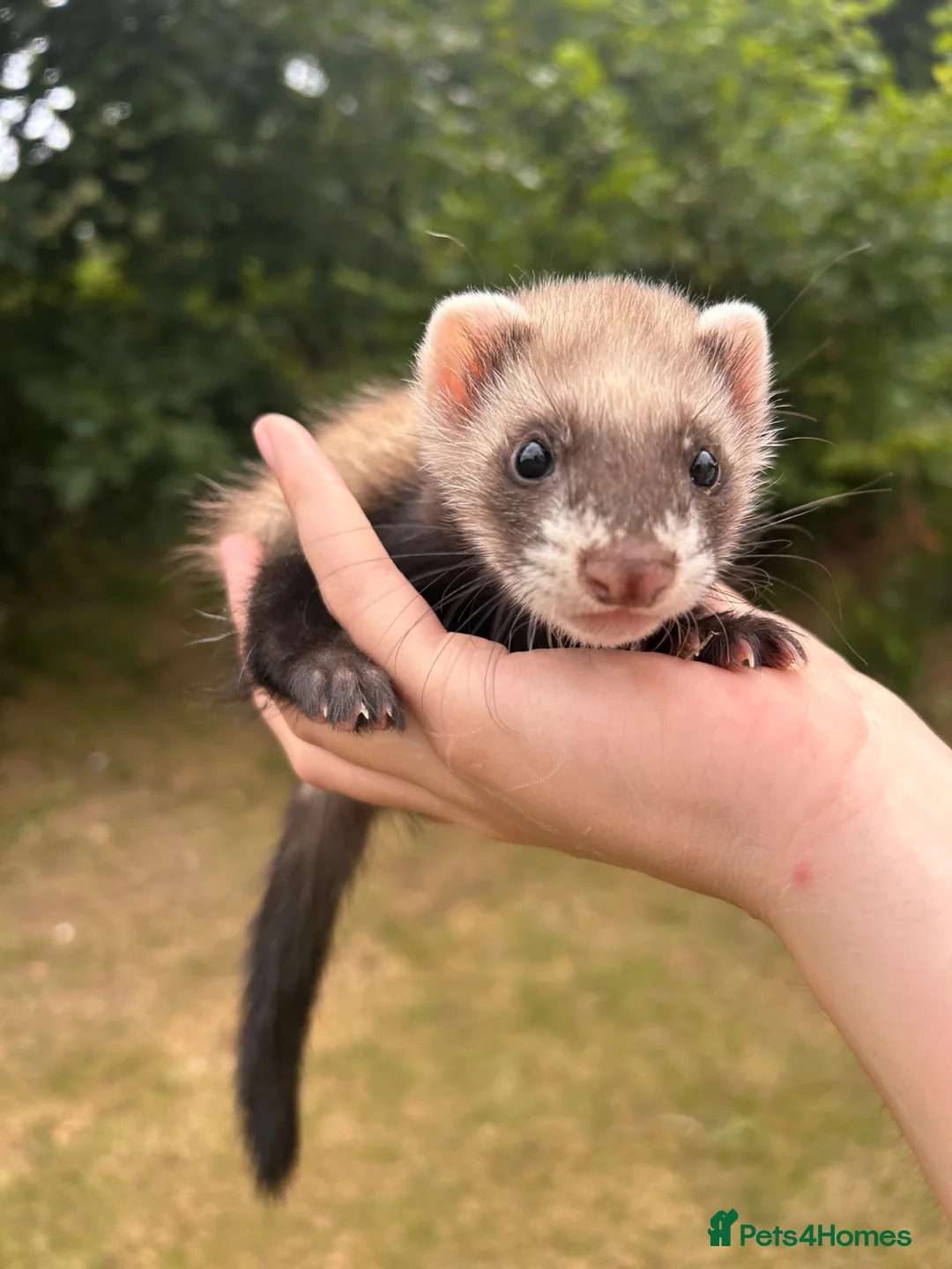 Ferret rodents for sale: 5 ferret kits for sale  - Advert 2