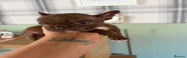 French Bulldog 4
