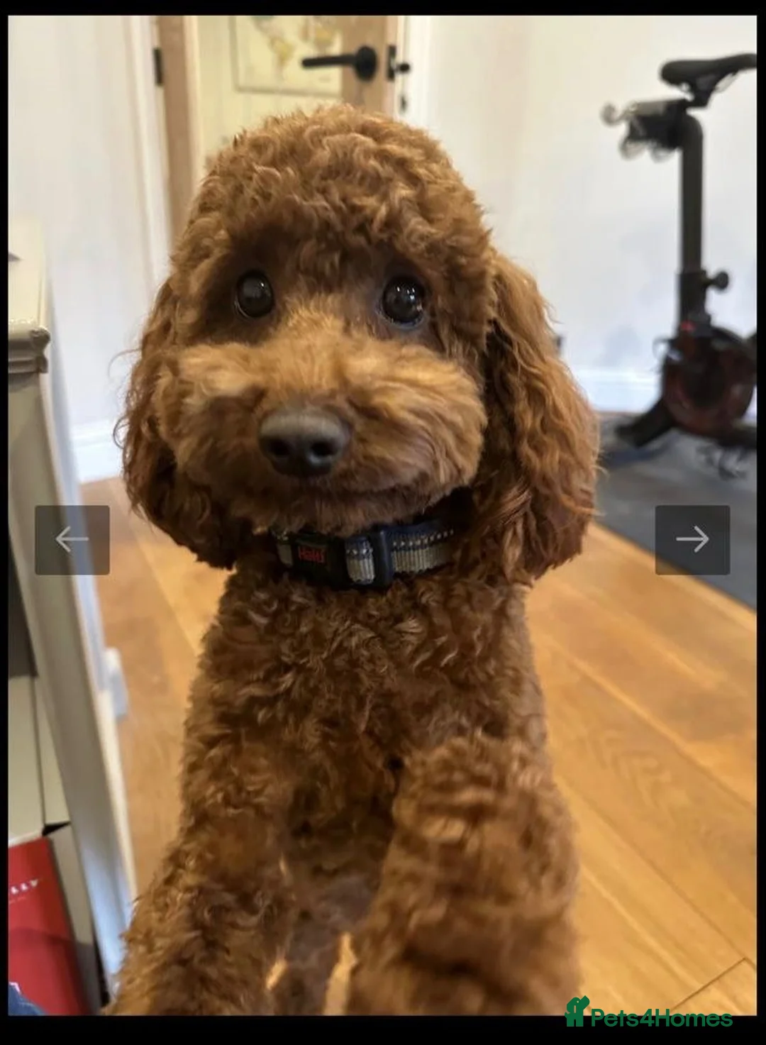 Cockapoo dogs for sale: Beautiful Cockapoo Puppies – Ready Soon 🐾 in Ipswich - Advert 2