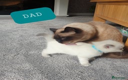 Ragdoll cats for sale: 5 fully seal point ragdoll kittens  - Image 27