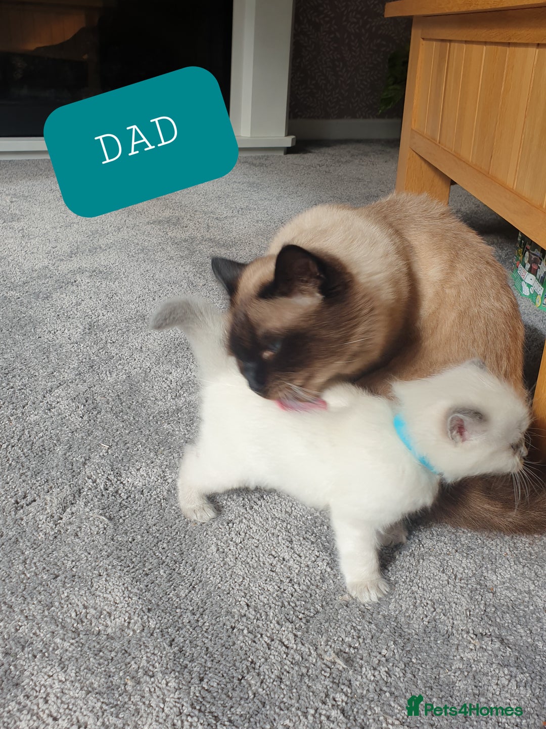 Ragdoll cats for sale: 5 fully seal point ragdoll kittens  - Image 27