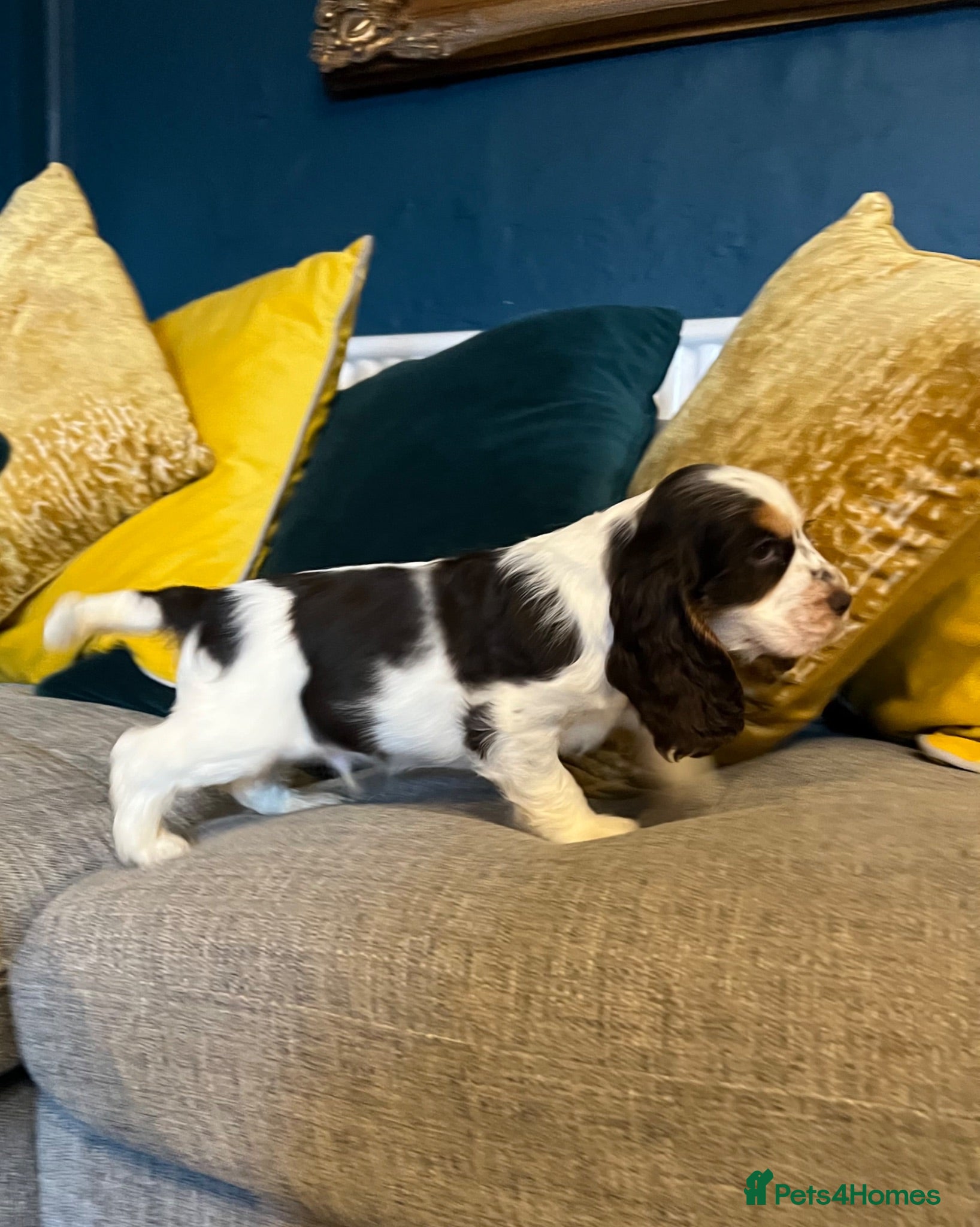 Cocker Spaniel dogs Show Type Cocker Spaniel Puppies - Advert 1