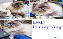 Ragdoll cats for sale: Beautiful Registered Ragdoll Kittens  - Image 5