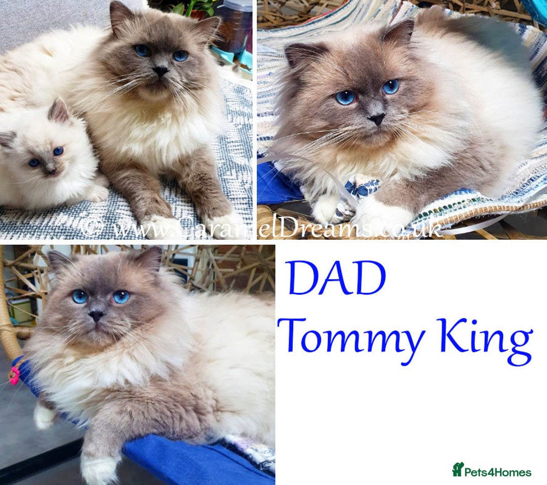 Ragdoll cats for sale: Beautiful Registered Ragdoll Kittens  - Image 5