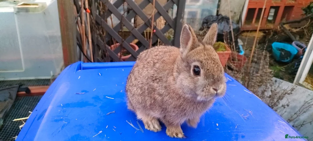 Netherland Dwarf rabbits for sale: Adorably Cute Baby Netherland Dwarves- M and F  - Advert 6