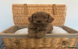 Cavapoo dogs for sale: Stunning, F1 Cavapoo fully health tested parents  - Image 13