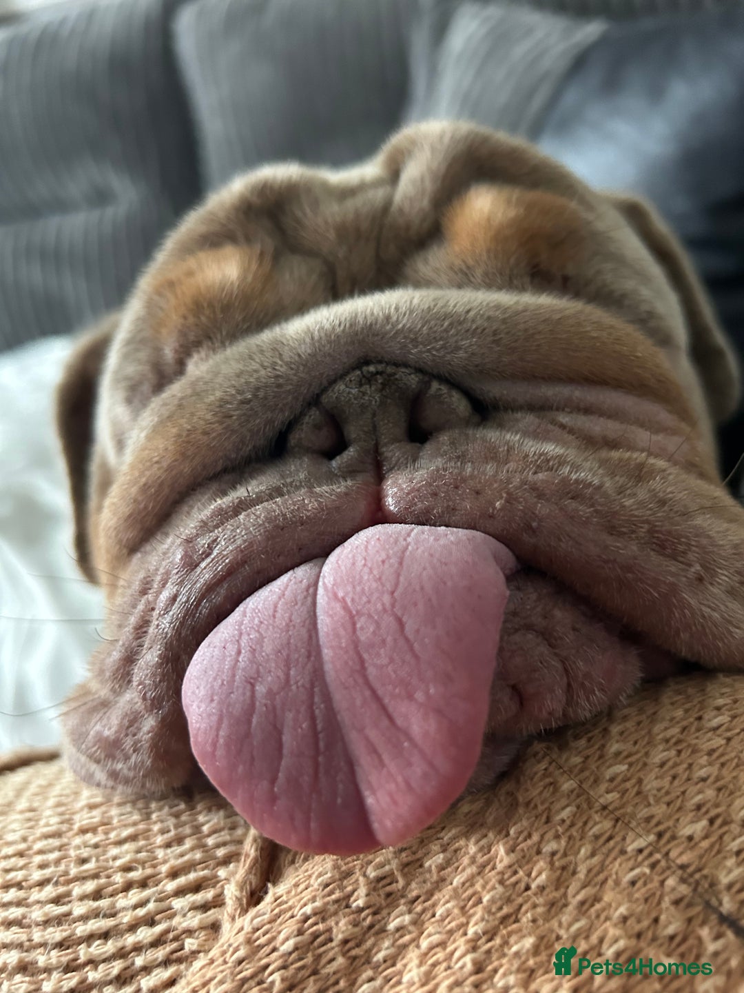 English Bulldog dogs for sale: English bulldog - Image 6