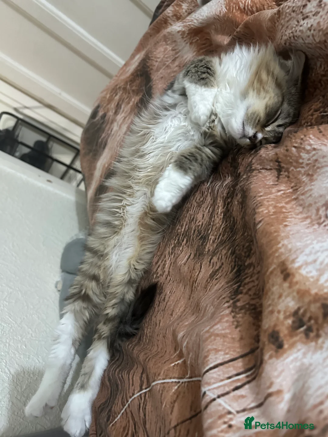 Mixed Breed cats for sale: Handsome petite mixed breed kitten for sale - Advert 3