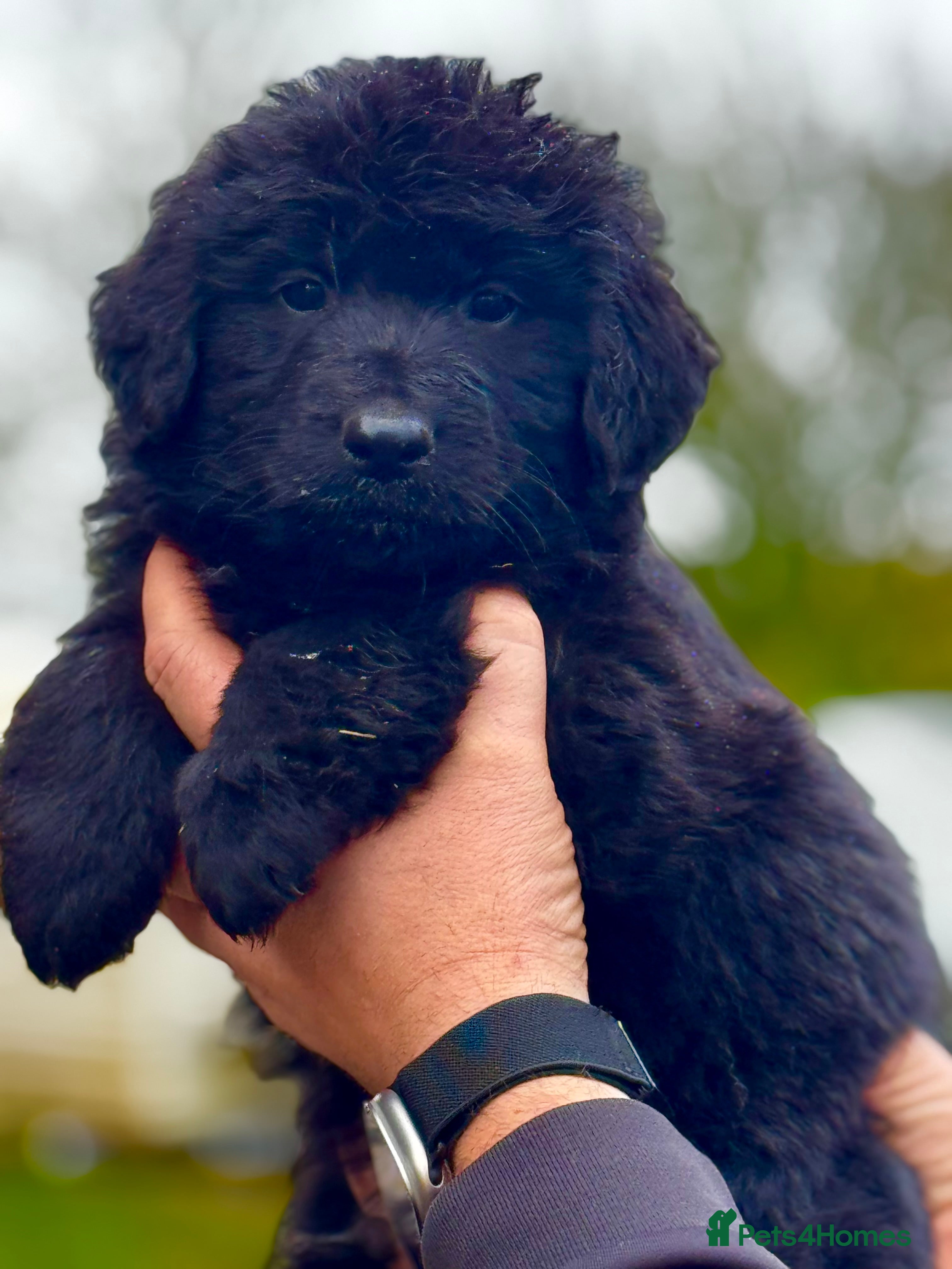 Mixed Breed dogs ⭐️ golden shepherd ⭐️ - Advert 13