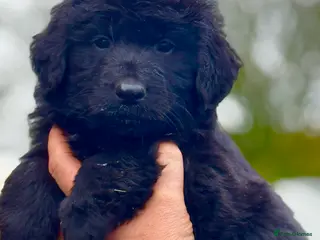 Mixed Breed dogs ⭐️ golden shepherd ⭐️ - Advert 13