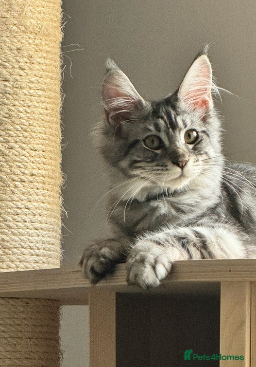 Maine Coon cats X Maine coon Silver Tabby Female  - Advert 7