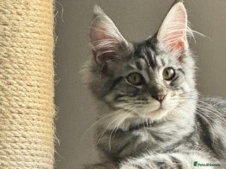 Maine Coon cats X Maine coon Silver Tabby Female - Advert 4