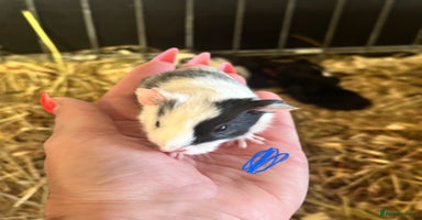 Guinea Pig rodents - Advert 3