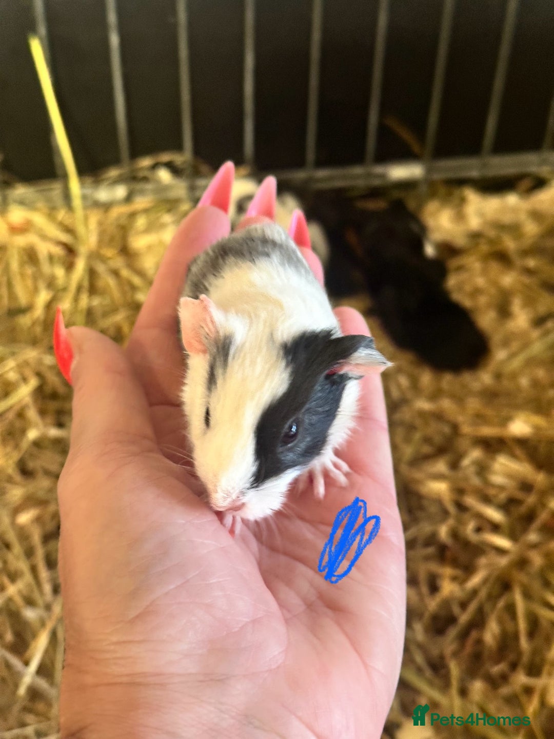 Guinea Pig rodents for sale: Gorgeous baby Guineapigs  - Image 2