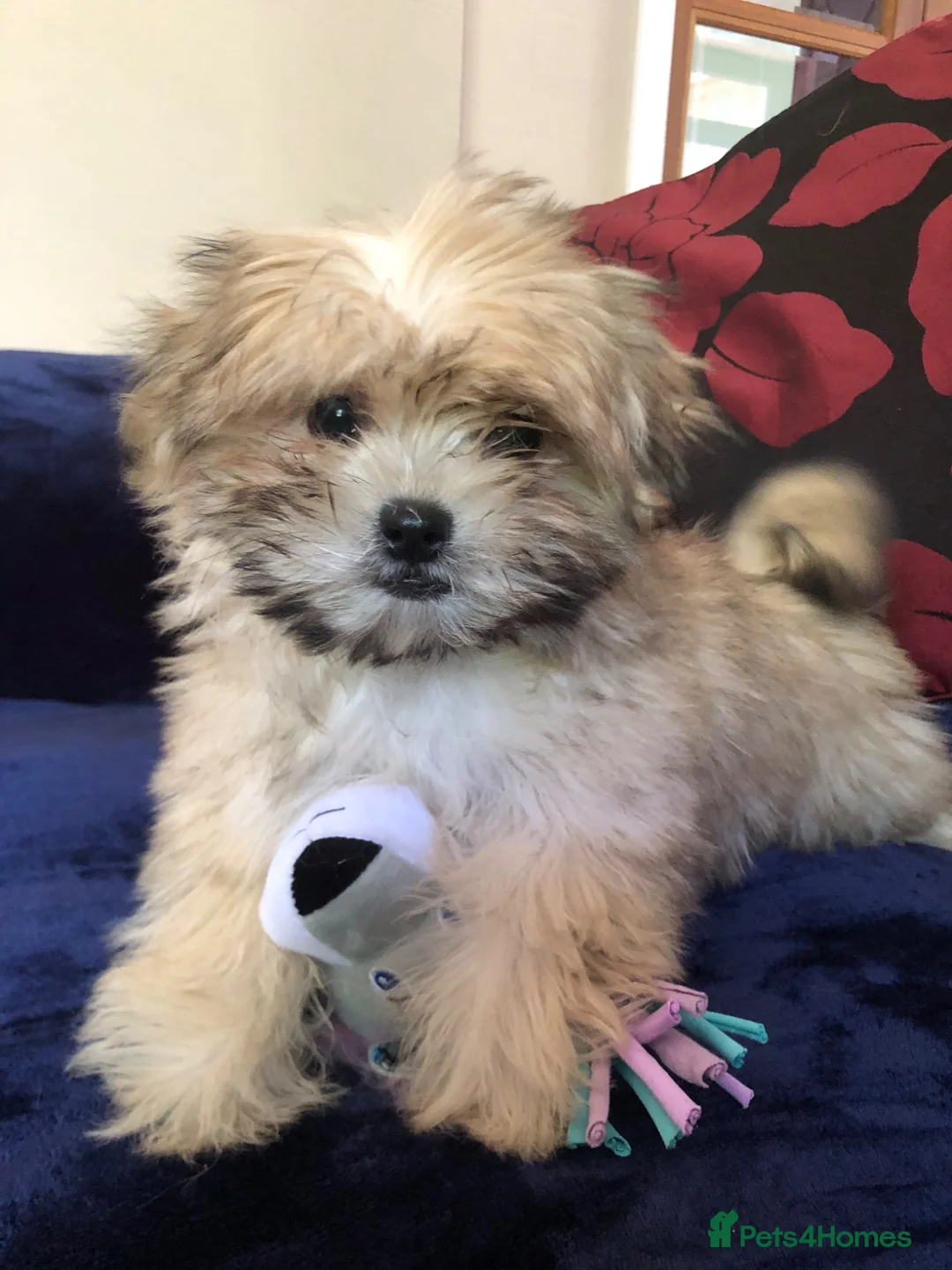 Malshi dogs for sale: shihtzu x maltese puppies for sale  - Advert 2