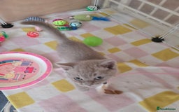 British Shorthair cats for sale: Britishshort hair kitten ready now - Image 13